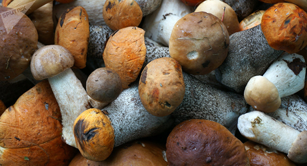 Ukrainian mushrooms 