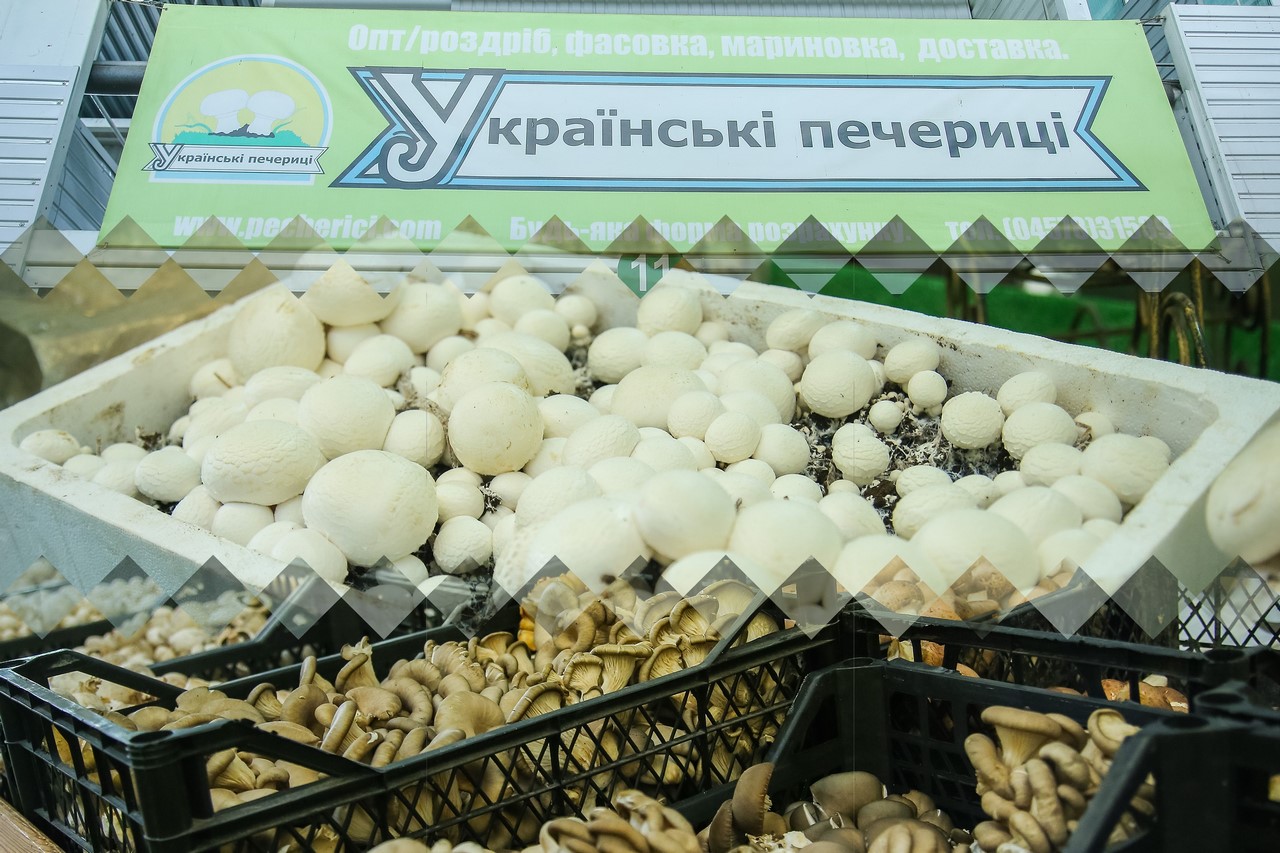 Ukrainian mushrooms 