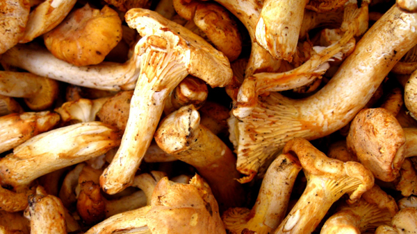 Mushrooms